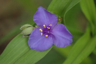 purple and yellow.jpg
