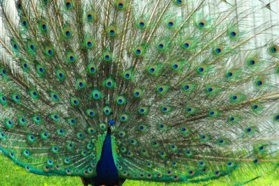 peacock.jpg