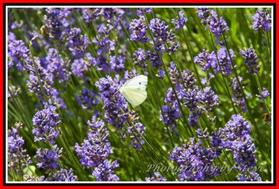 DSC_8483A.jpg