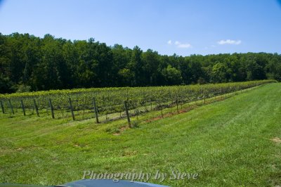 First Colony Wine