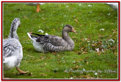 DSC_0696A.jpg
