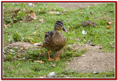 DSC_0698A.jpg