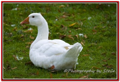 DSC_0712A.jpg