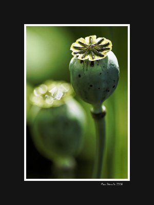 Opium poppy