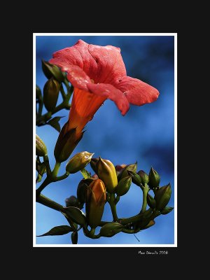 Red flower on the blue sky