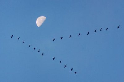 Geese Flying South 20435