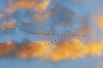 Geese Flying South 20455