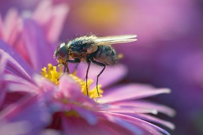 Fly On A Pink Flower 20804