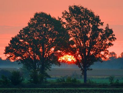 Sunrise Between Two Trees 20636