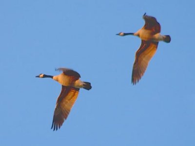 Geese In Flight At Sunrise 21317
