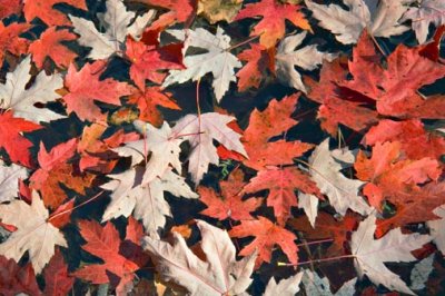 Floating Fall Maple Leaves 21664