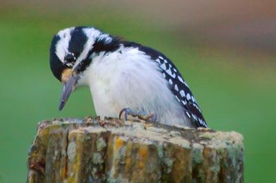 Woodpecker On A Post 20080908
