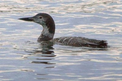 Loon In The Lake 22826