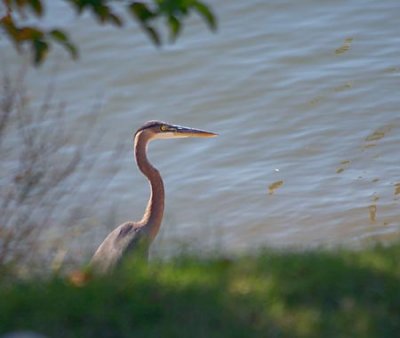 Heron Beside The Cumberland River 24502