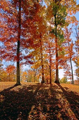 Backlit Autumn Trees 24548