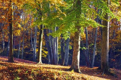 Autumn Trees 24805