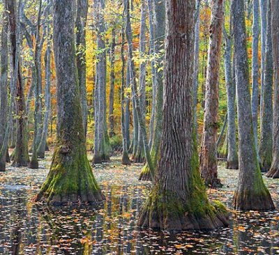 Cypress Swamp In Autumn 20081110