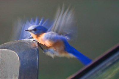 Bluebird Landing On Mirror 24962