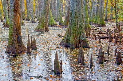 Cypress Swamp 25115