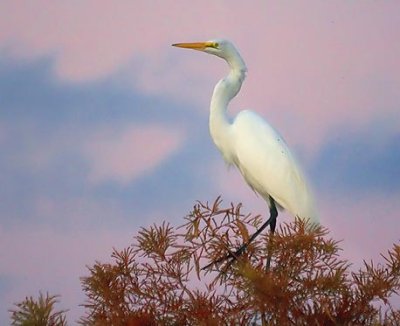 Egret In A Tree 20081114