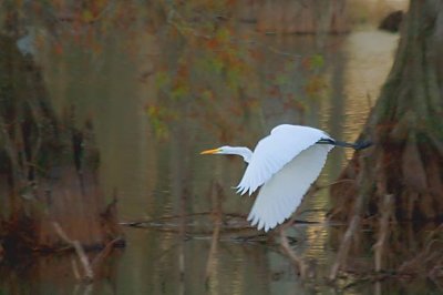 Egret In Flight 25553