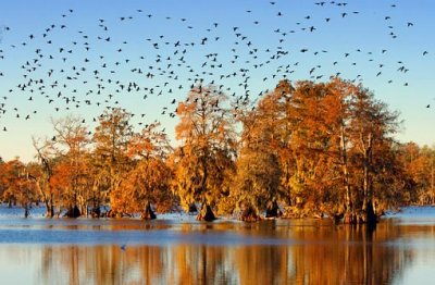 Cloud Of Cormorants 25642