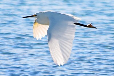 Snowy Egret In Flight 25676