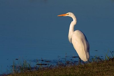 Egret On The Shore 25960