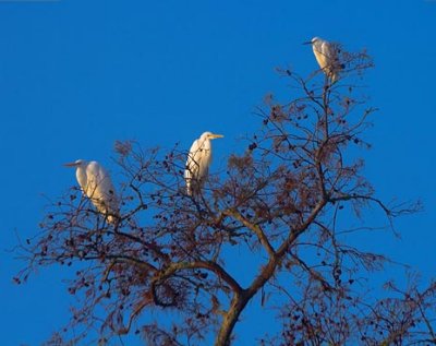 Three Egrets In A Tree 26248