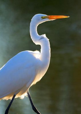 Backlit Egret 20081118