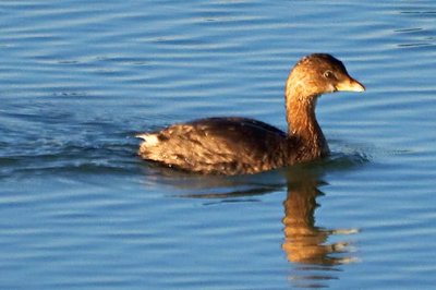 Pied-billed Grebe 26366