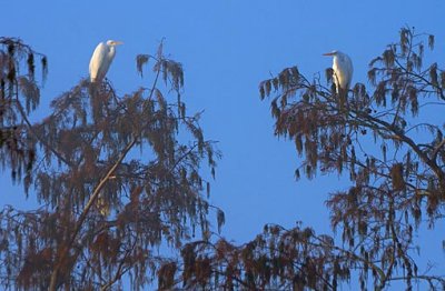 Two Perched Egrets 26260
