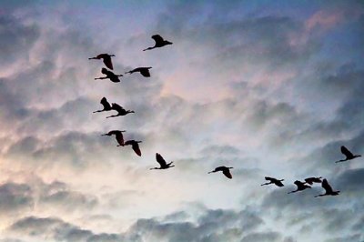 Flock Of Roseate Spoonbills In Flight 26854