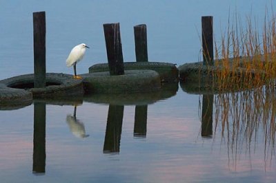 Egret On An Old Tire 27354