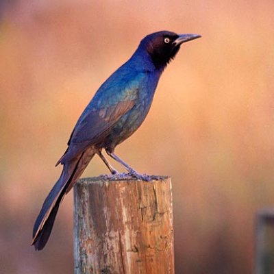 Grackles of Texas
