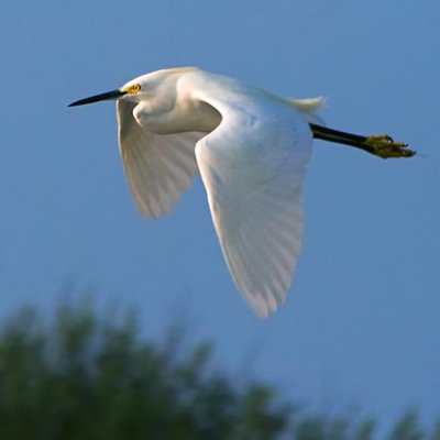 Snowy Egret In Flight 28255