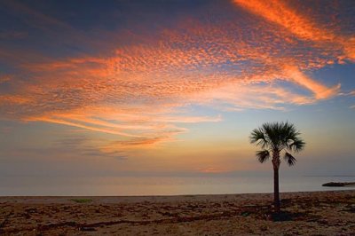 Palm Tree At Sunrise 28142