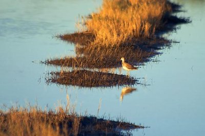 Bird In A Rice Field 28767