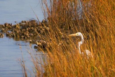 Egret On The Shore 29106