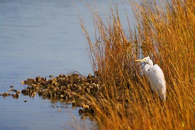 Egret On The Shore 29115