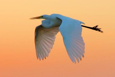 Egrets of Texas