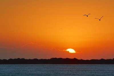 Gulls In Sunrise 29180