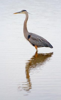 Great Blue Heron Posing 29476