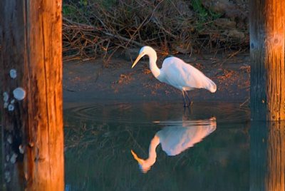 Egret Between Pilings 29979