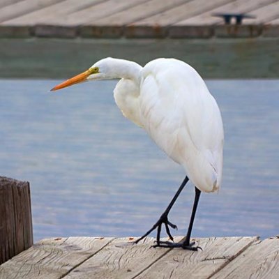 Tiptoing Egret 29352