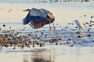 Heron Taking Wing 30014