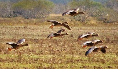 Geese In Flight 30204 (crop)