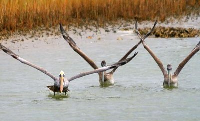 Pelicans Taking Wing 30365