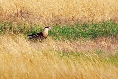 Crested Caracara On The Ground 31689