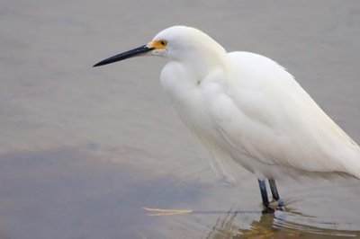 Snowy Egret On The Hunt 31868